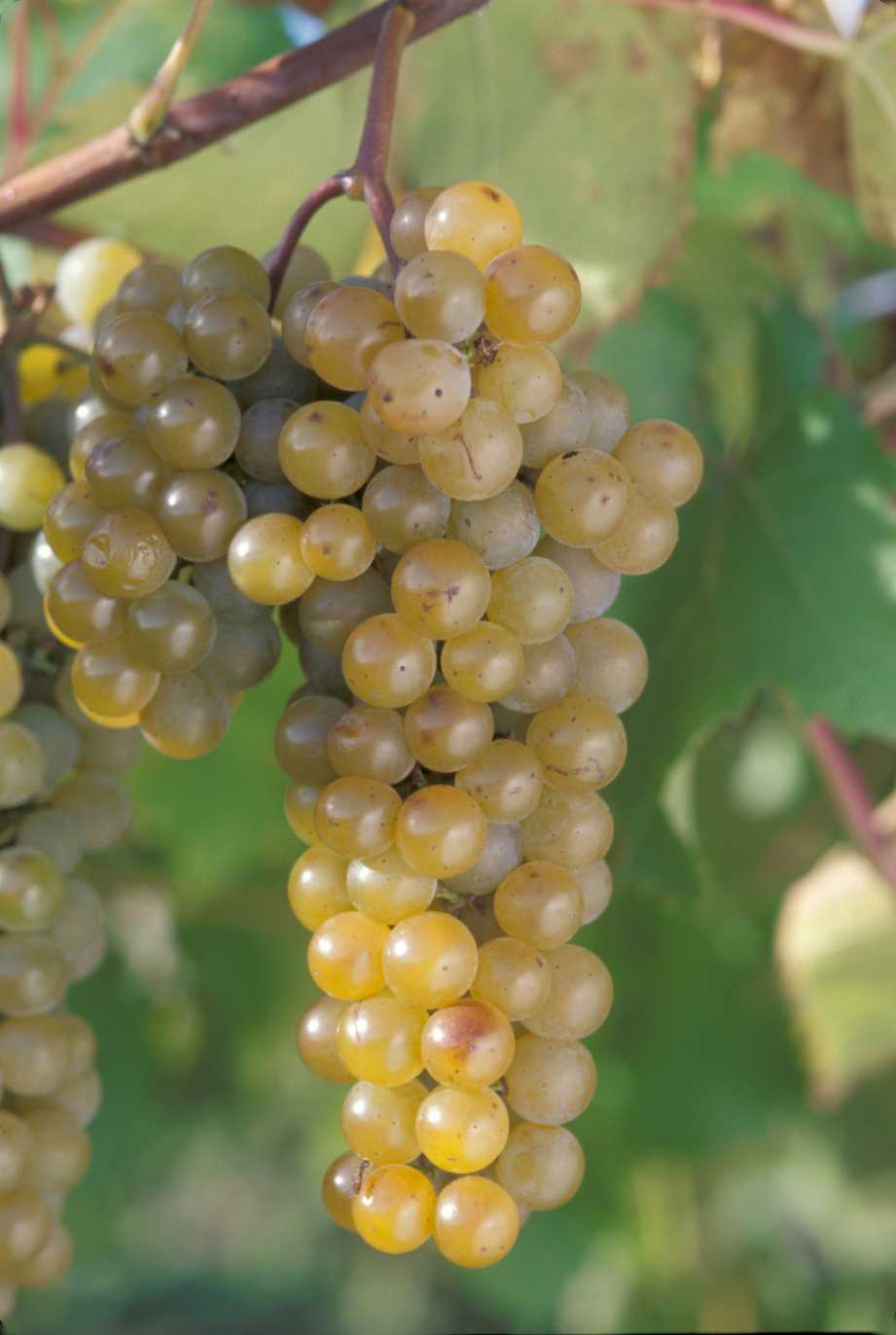 Riesling Grapes